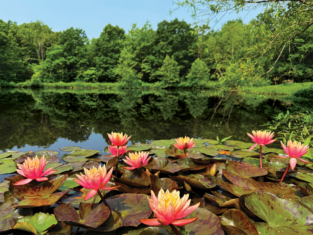 The Gardner of SIRenity Farms